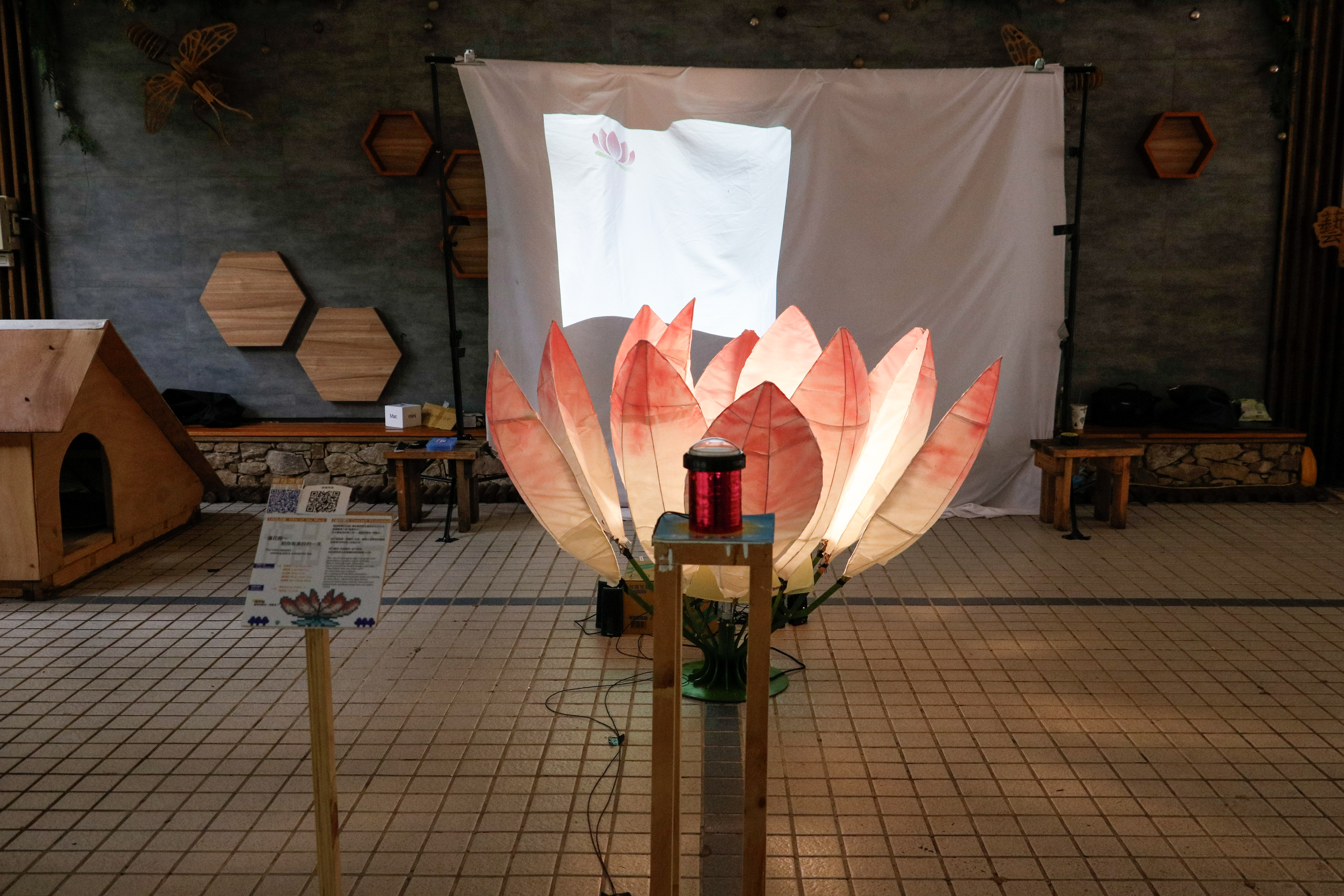 The Lotus blooms
